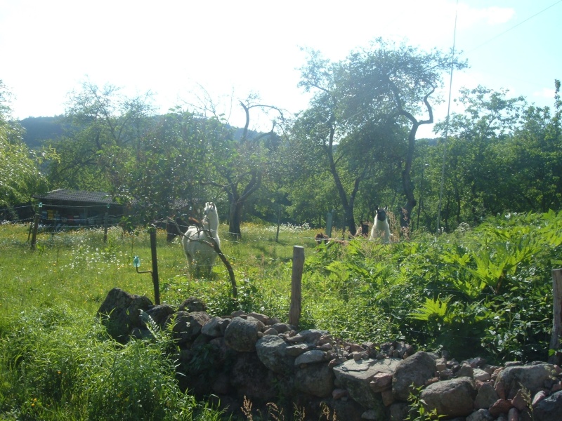 dscf6736.jpg