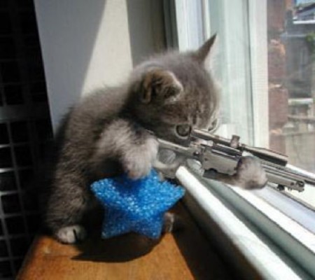 2007_juin_chat-sniper.jpg