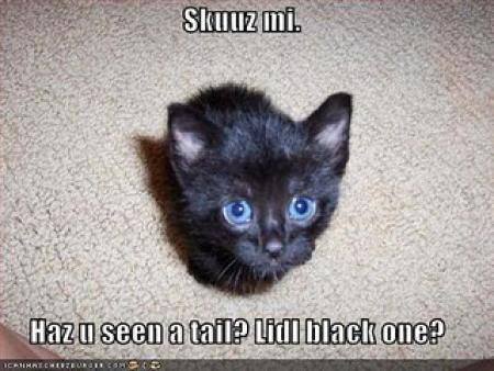 451110lolcat.jpg