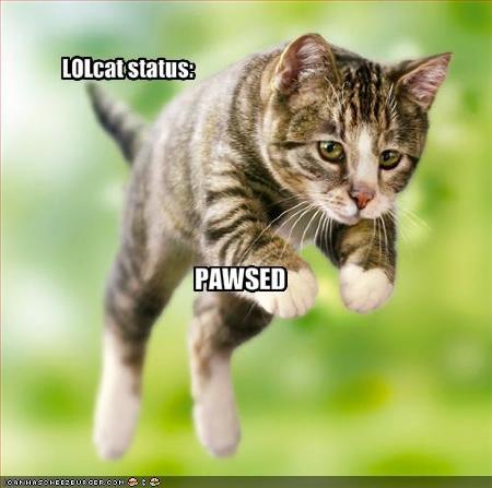 888088funnypicturesthislolcatispaused.jpg