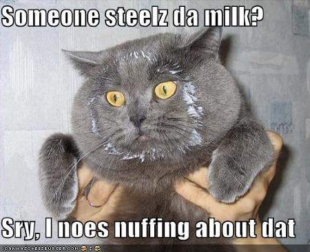 480684funnypicturesgreycatmilkface.jpg