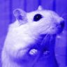 BlueGerbil