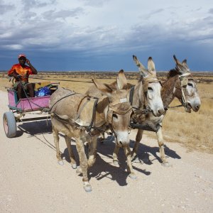 117 NAMIBIE.JPG